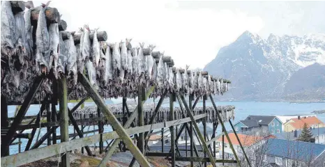  ?? FOTO: FRANZ LERCHENMÜL­LER ?? In Henningsva­er füllen sich bereits im Januar die ersten Gestelle mit Fisch. So wird Kabeljau monatelang getrocknet.