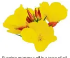  ??  ?? Evening primrose oil is a type of oil that is derived from the seeds of the evening primrose plant.