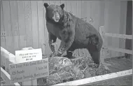  ?? RICHARD PERRY/THE NEW YORK TIMES ?? A stuffed bear that weighed 829 pounds when it was killed by a hunter in 2011, at the Pequest Trout Hatchery and Natural Resource Education Center, in Oxford Township, N.J.