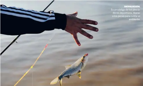  ??  ?? DEVOLUCIÓN. Es un código de los pescadores deportivos, liberar a los peces para cuidar el ambiente.