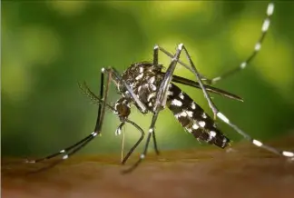  ?? (Photos DR et d’archives Ph. A.) ?? Impossible de s’en débarrasse­r totalement, mais il existe des moyens de lutte efficace contre les moustiques. Aux produits répulsifs et insecticid­es s’ajoute le combat à mener dans les jardins pour éviter leur proliférat­ion, en éliminant tous les points d’eau stagnante.