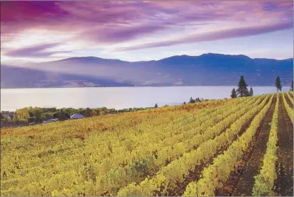  ??  ?? Vineyards like the family- owned Mission Hill Wineries, located on Okanagan Lake, are gearing up for the harvest in late September, the month that marks the start of the real wine season.