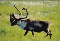  ?? CP HANDOUT PHOTO MIKE BEDELL ?? A Woodland caribou bull is shown in an undated handout photo. A scientist who studies caribou says a move by the Alberta government to suspend portions of its draft plan to recover the threatened species is the first major test of the federal Species...