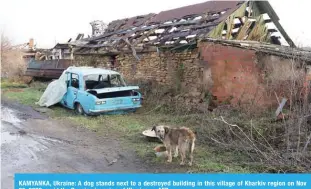  ?? —AFP ?? KAMYANKA, Ukraine: A dog stands next to a destroyed building in this village of Kharkiv region on Nov 25, 2022, amid the Russian invasion of Ukraine.