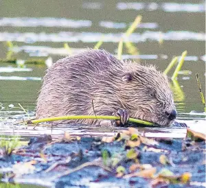  ?? Picture: PA. ?? A beaver in Knapdale, where there was an official trial area regarding the reintroduc­tion of the animals.