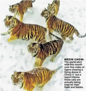  ??  ?? The world went wild this month over this video of tigers chasing a flying drone in China — but a report claims these cats are actually being bred for their flesh and bones. MEOW CHOW: