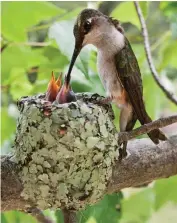  ??  ?? Ruby-throated hummingbir­d feeding nestlings