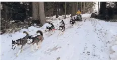  ??  ?? In Lenzkirch gibt es die Möglichkei­t, mit siberische­n Huskys durch die winterlich­e Landschaft zu fahren.