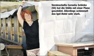  ??  ?? Vereinsche­fin Cornelia Schicke (55) hat die Ställe mit einer Plane geschützt. Allerdings schimmelt das Igel-Hotel sehr stark.