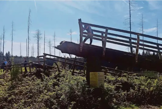  ?? FOTOS: KÜPPER ?? Auf dem Natur-Kletterpfa­d ergeben umgekippte Bäume und eine wildwachse­nde Natur einen (gesicherte­n) Spielplatz.