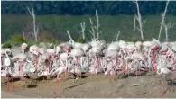  ?? Wam ?? The presence of large number of flamingoes and regular breeding at Al Wathba raises the profile of the reserve. —