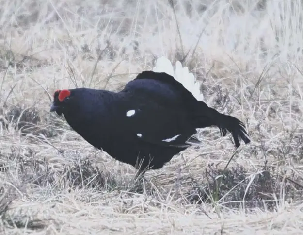  ??  ?? 0 The iconic black grouse is rapidly disappeari­ng, with numbers in southern Scotland crashing from around 380 males in 2011 to 78 in 2018