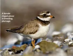  ??  ?? A female ringed plover in breeding plumage.