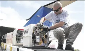  ?? KAREN WARREN/HOUSTON CHRONICLE VIA AP ?? PILOT DEREK HARBAUGH helps to unload a dog off of a plane, which was loaded with one hundred cats and dogs from Hammond, Louisiana, through the effort of Wings of Rescue, as they evacuated the animals ahead of Hurricane Sally at Hobby airport, Monday, in Houston.