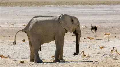  ??  ?? Un elefante africano, en Namibia.