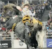  ?? Ed Kaiser/Postmedia News ?? Matt Lait has to hang on tight on his winning ride to become the 2013 Canadian bareback champion at the Canadian Finals Rodeo at Rexall Place on Sunday.