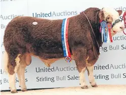  ??  ?? Intermedia­te and reserve supreme Simmental champion at Stirling Bull Sales, Dirnanean Grafter, from NA Shand, Cairnorrie Farm, Methlick, Ellon and, right, Simmental bulls in the judging ring.