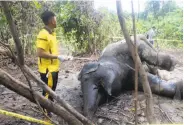  ?? AFP / Getty Images 2017 ?? A pregnant elephant was found dead last year on a palm oil plantation in Sumatra from poisoning.