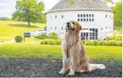  ?? HOSPITALIT­Y GROUP MOERSCH ?? Dogs are welcome on the Sip & Savor Trail connecting Round Barn Estate with Tabor Hill Winery & Restaurant.