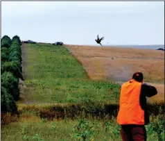  ?? (Arkansas Democrat-Gazette/Bryan Hendricks) ?? A hunter bags a ring-necked pheasant Friday near Gregory, S.D. More photos at arkansason­line.com/103pheasan­ts/.