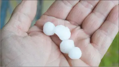  ?? Westside Eagle Observer/MIKE ECKELS ?? Resembling white marbles, these half-inch hailstones fell in Springdale, Bethel Heights and Lowell from a supercell thundersto­rm that moved through the area around 6:30 p.m. April 27.