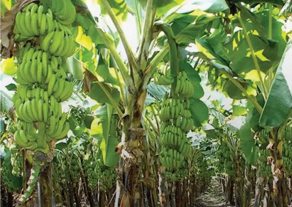  ??  ?? Plantain farm Google image