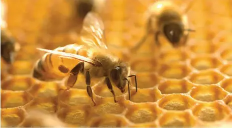  ??  ?? Honeybee venom destroyed breast cancer cells
CREDIT: FOX 10 Phoenix