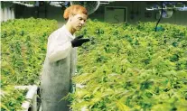  ?? GAVIN YOUNG/FILES ?? Cam Battley of Edmonton-based Aurora says he considers the firm’s purchase of Whistler “an opportunit­y to be the first company to bring organic cannabis to the internatio­nal market.”