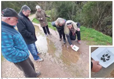  ?? (Photos P.-H.C.) ?? Pour le groupe de promeneurs, pas de doute, les empreintes qu’ils ont remarquées appartienn­ent bien à un loup.