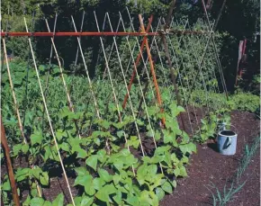  ??  ?? Reuse your canes and old pieces of wood for a greener allotment