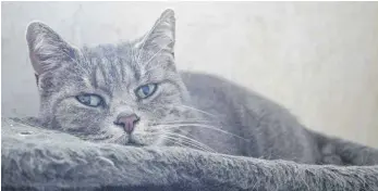  ?? FOTO: WOLFGANG HEYER ?? Blick nach vorn: Obwohl die Katzen von Parasiten befallen waren, von Katzenaids war keine Spur.