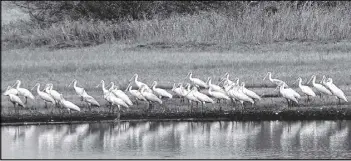  ?? STEPHANIE BERENS ?? A flock of roseate spoonbills rests along a tidal creek in the salt marshes of Jekyll Island. They are known for their bright pink color.