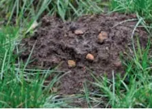  ??  ?? IJzeroer vormt zich nog steeds, maar omdat de vorming zich (ondiep) in de grond afspeelt, merken we daar meestal niet veel van. Tenzij de mol in actie komt.