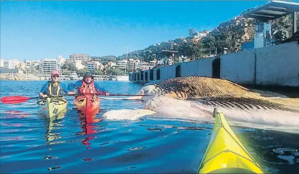  ?? ÀLEX GENÍS. ?? Un ejemplar de rorcual común muerto en el puerto de Blanes, donde fue trasladado tras llegar a la playa de Lloret de Mar