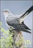  ??  ?? The cuckoo makes an instantly recognisab­le sound that matches its name.