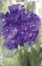  ?? ?? African violet