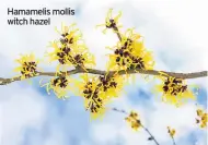  ??  ?? Hamamelis mollis witch hazel