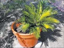  ?? Bob Morris ?? This cycad has probably outgrown its pot, hence the yellow leaves.