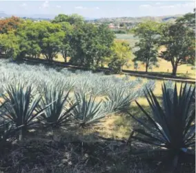  ??  ?? The hills surroundin­g the town of Tequila, Mexico, are blanketed with fields dotted with blue agave, a native plant. Some of the older stalks get up to as high as 8 feet. Kim Fuller, Special to The Denver Post