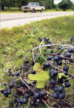  ?? William Luther / Hearst Media ?? Wild mustang grapes grow along a Texas roadside. In Connecticu­t, the ripening grapes — and their aroma — are a sign of fall approachin­g.