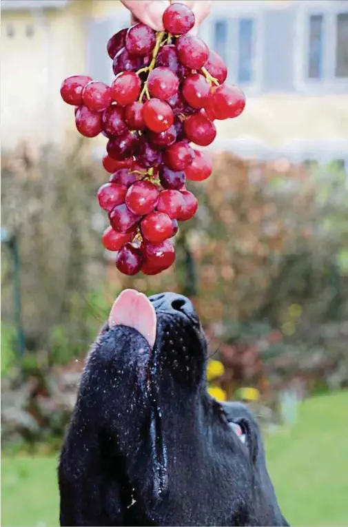  ?? Fotos: dpa ?? Viele Hunde vertragen Weintraube­n und Rosinen nicht – also besser nicht füttern.