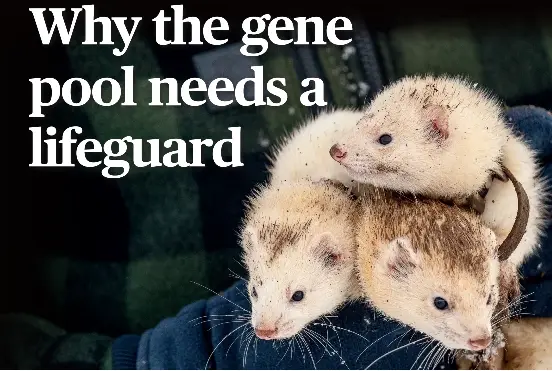 Why the gene pool needs a lifeguard - PressReader