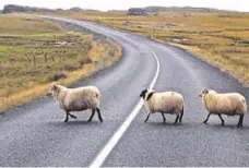  ??  ?? ВОЛЬНЫЕ ЖИВОТНЫЕ: летом овцы в Исландии свободно разгуливаю­т по острову и успевают завести ягнят с баранами с соседних ферм.