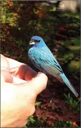  ?? Special to the Democrat-Gazette/JERRY BUTLER ?? Holly Benham of Scott holds an indigo bunting that was dazed when it crashed into a picture window. She saved it from a house cat.