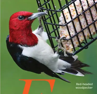  ??  ?? Red-headed woodpecker