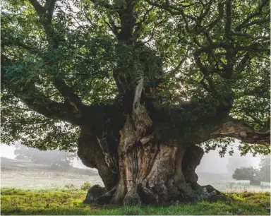  ??  ?? Ancient SessileOak by John Glover, which came third in the Internatio­nal Garden Photograph­er of the Year contest