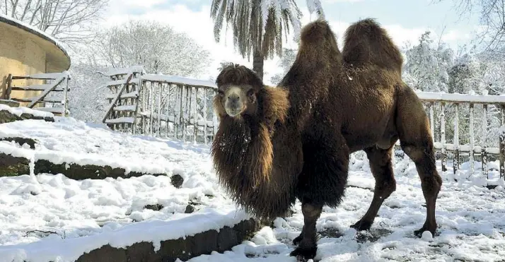  ??  ?? Come a casa Nel Bioparco uno dei pochi animali a non soffrire l’ondata di freddo siberiano grazie alla sua folta pelliccia è il cammello, specie originaria di Mongolia e Cina