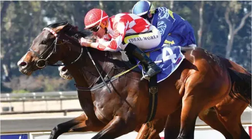  ?? Picture: JC Photograph­ics. ?? TOP BET. Raffles, who runs in Race 5 on the Inside track at Turffontin tomorrow, is Muzi Yeni’s banker in all bets.