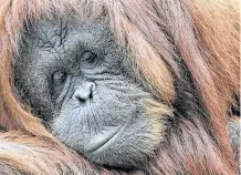  ??  ?? Top: Mr. Pickles, who turns 87 on Nov. 21, is the oldest animal at the Houston Zoo. Above: Cheyenne is a 47-year-old orangutan.