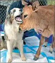  ?? Dan Watson/The Signal ?? Australian shepherd Sky plays with his best buddy, 5-week-old calf John Lewis Thunderhea­rt, at The Gentle Barn in Santa Clarita.